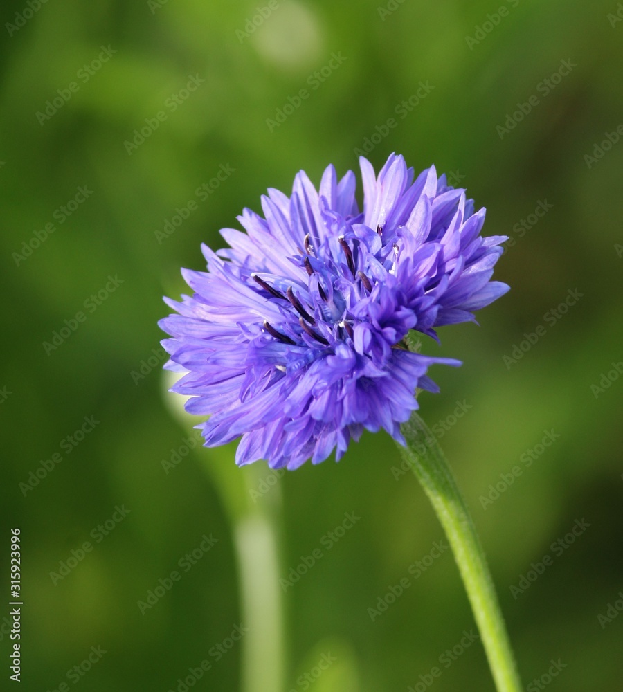 Obraz premium Blue centaurea cyanus