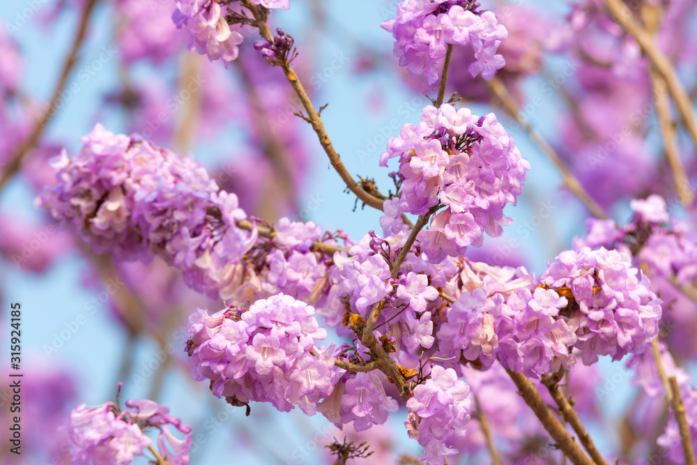 Beautiful Jacaranda obtusifolia flowers blooming in the garden at thailand