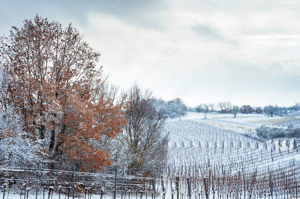 vineyard and tree in winter in burgenland
