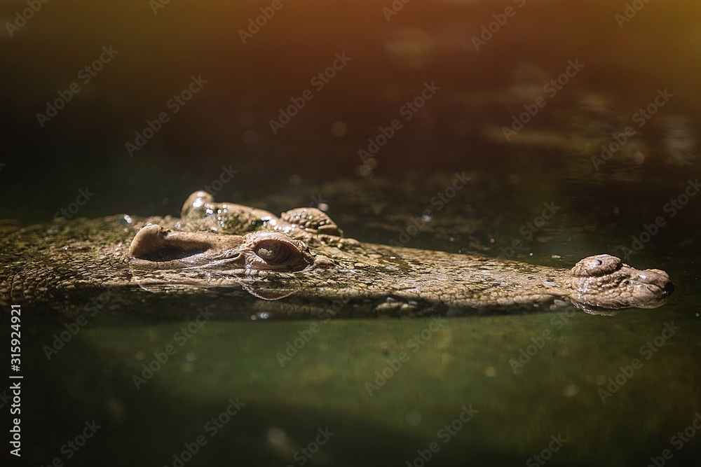 crocodile in the water crocodile in the water