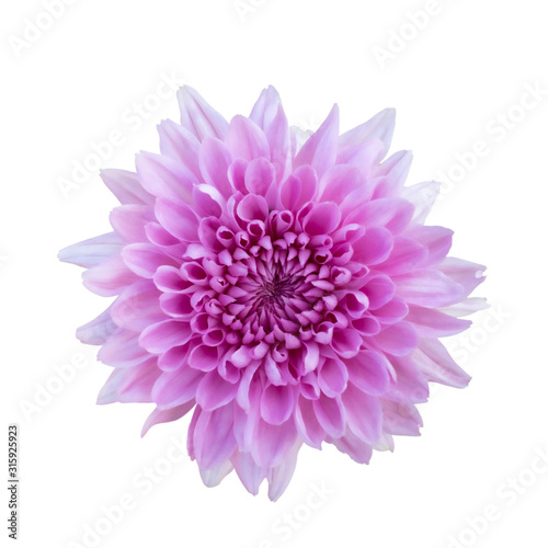 Pink flower chrysanthemum. Garden flower. white isolated background with clipping path.