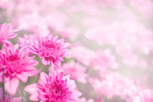 Pink flower chrysanthemum in garden.