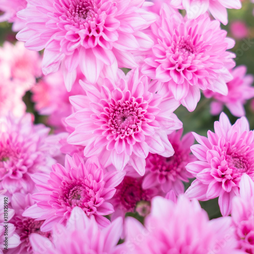 Pink flower chrysanthemum in garden.