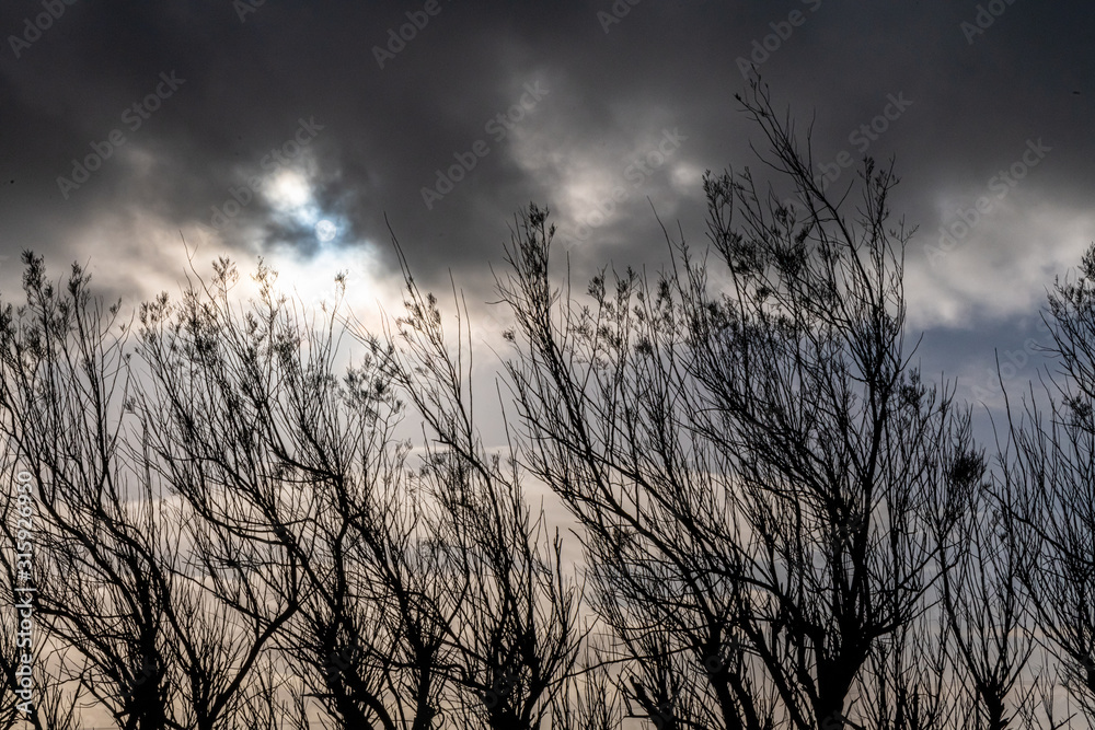 A dramatic winter sky seen behind a row of leafless trees A dramatic winter sky seen behind a row of leafless trees