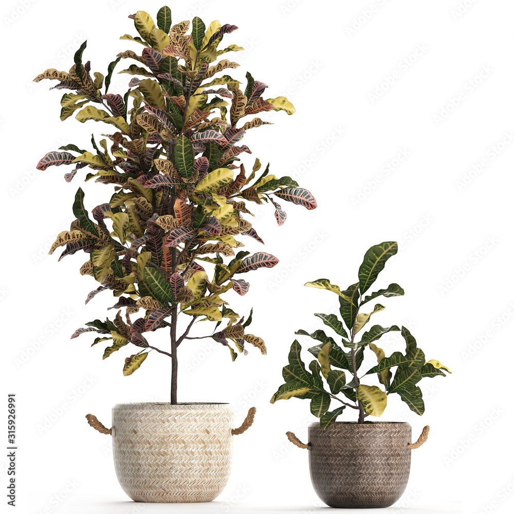 Fototapeta premium croton in pots on a white background