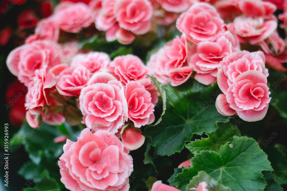 Pink Flowers I Pink Flowers I