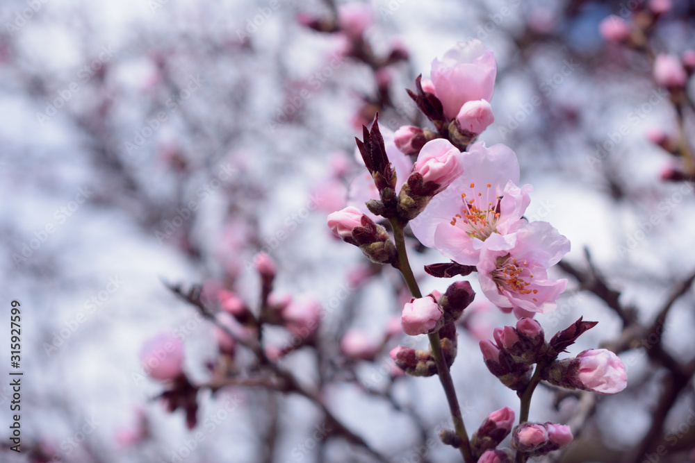 Beautiful blooming flowers in spring
