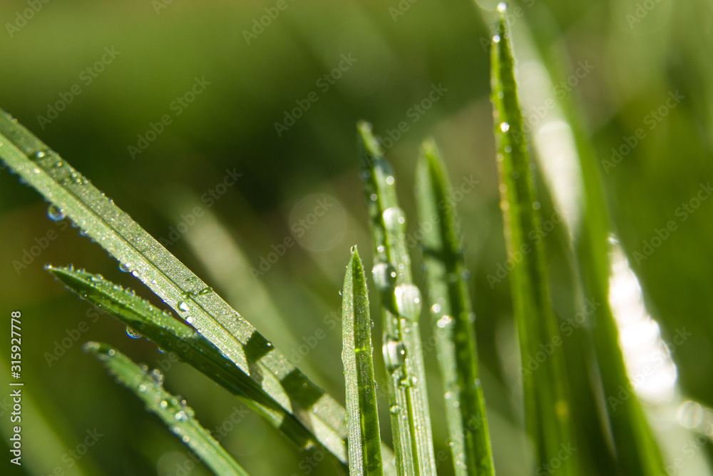 Macro shot of green grass with water drops in morning sunlight. Spring feeling. Macro shot of green grass with water drops in morning sunlight. Spring feeling.