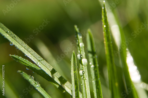 Macro shot of green grass with water drops in morning sunlight. Spring feeling.