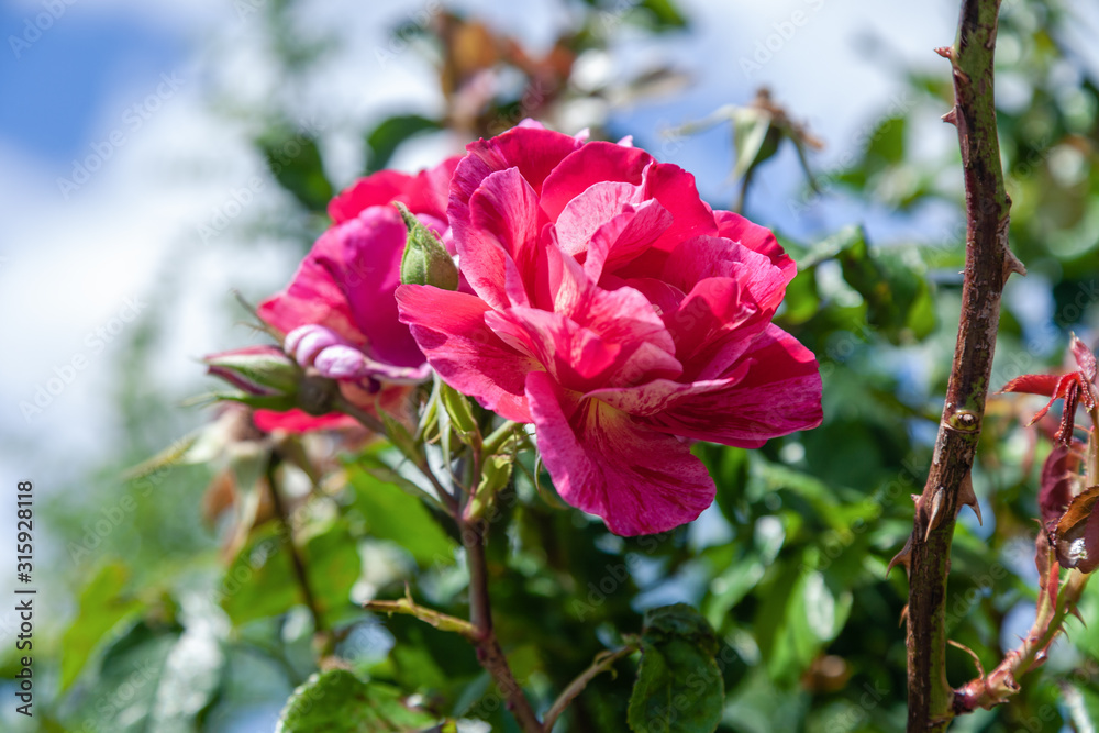 Beautiful coral pink rose flower in roses garden. Soft focus. Vineyard disease indicator