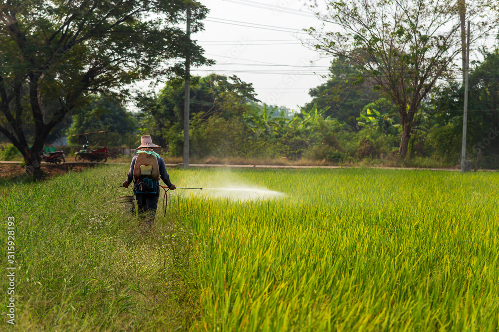  Farmers are using chemical tools in rice fields.