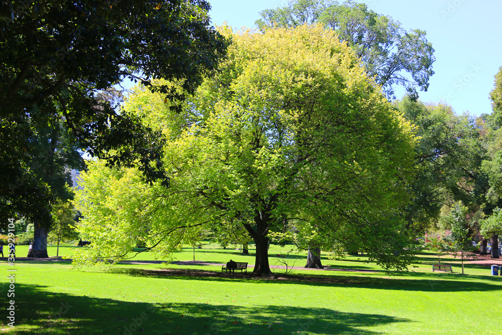 A big tree in the park in spring season.