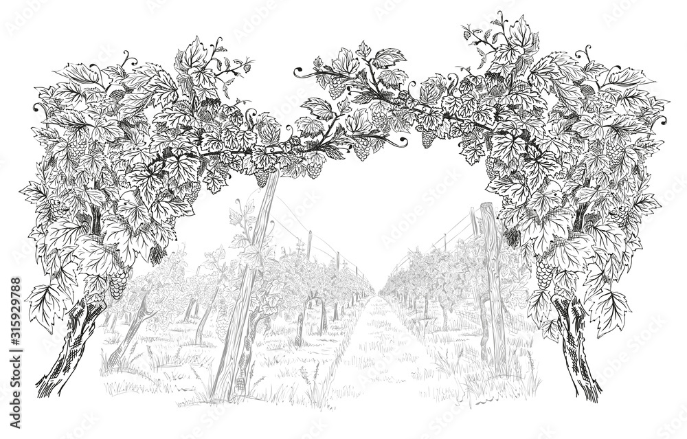 Arc from of grapevine with landscape of vineyard  on background hand drawn horizontal sketch vector illustration isolated on white