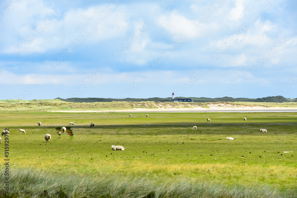 Great landscape on Sylt with sheep and a lighthouse
