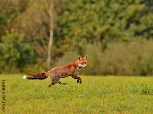 red fox in grass