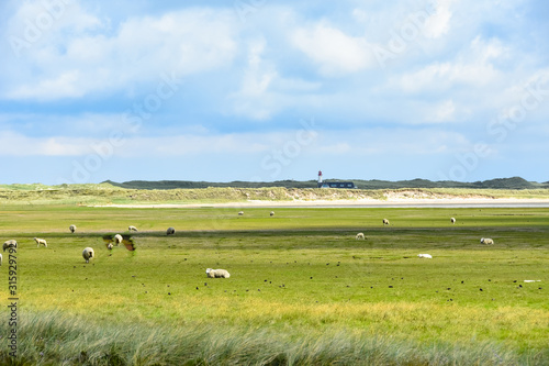 Great landscape on Sylt with sheep and a lighthouse