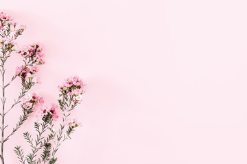 Beautiful flowers composition. Pink flowers on pastel pink background. Valentines Day, Easter, Birthday, Happy Women's Day, Mother's day. Flat lay, top view, copy space