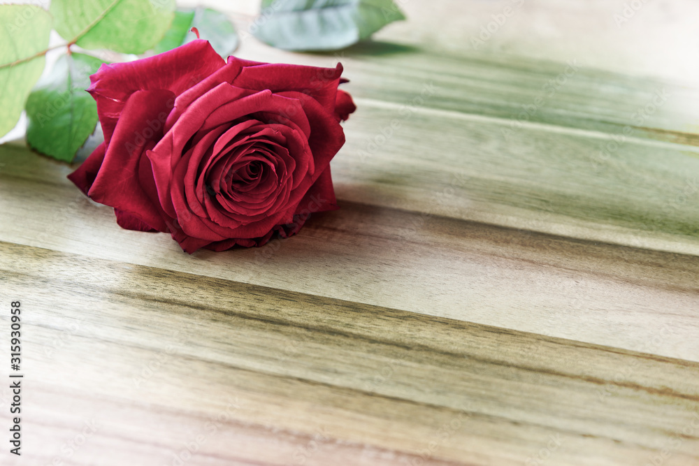Beautiful red Rose (Rosaceae) lies on a wooden plate, with copy space.