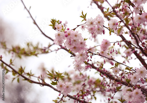 Japanese sakura blossom in spring
