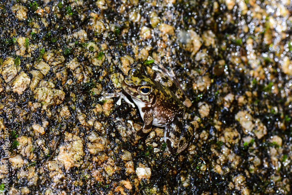 Waterfall frog, rainforest, Picinguaba, Ubatuba, São Paulo, Brazil