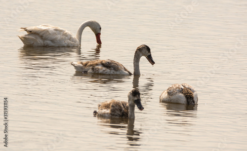 Familia de gansos en el lago