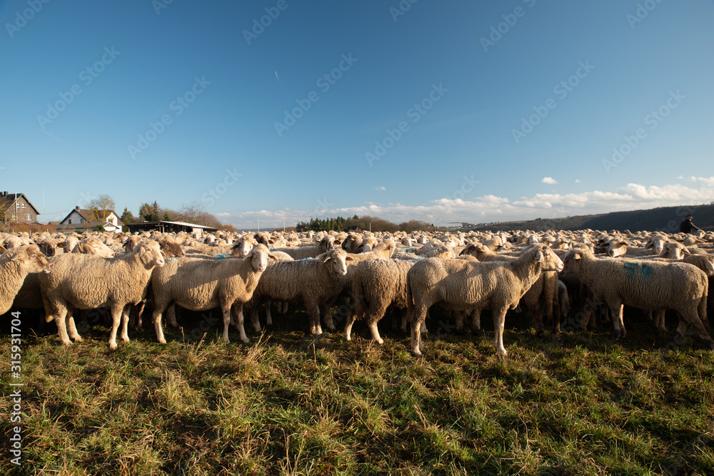 Herde Schafe