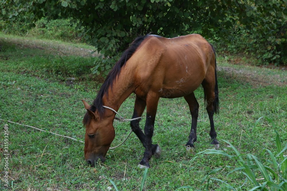 Fototapeta premium portrait of brown horse grazing in a meadow . horse on a leash eating grass closeup . Single brown local mountain horse tied up with tree trunk eating green grass outdoors .