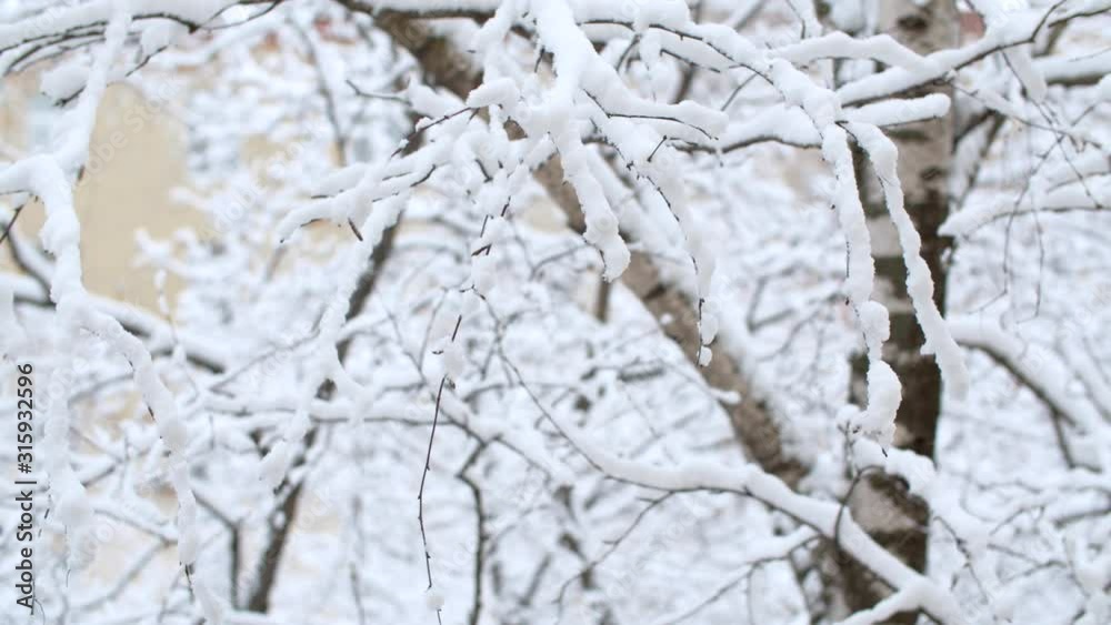 Close up branches under the snow, snowfall in the park. Snow falling on the trees branches. Winter background