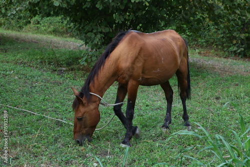 portrait of brown horse grazing in a meadow . horse on a leash eating grass closeup . Single brown local mountain horse tied up with tree trunk eating green grass outdoors . © Adil