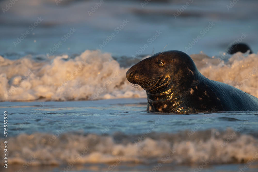 Fototapeta premium Grey seals in water at sunset splashing waves