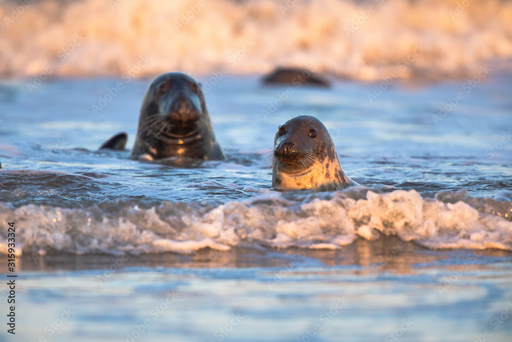 Fototapeta premium Grey seals in water at sunset splashing waves