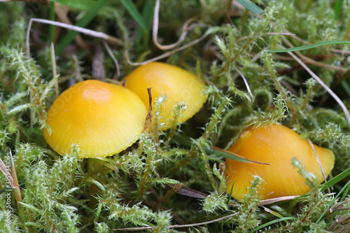 Hygrocybe ceracea, known as butter waxcap or wax cap, wild mushroom from Finland