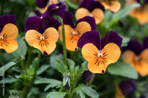 Pansy Flower vivid orange and purple spring colors. Macro images of flower faces. Pansies in the garden