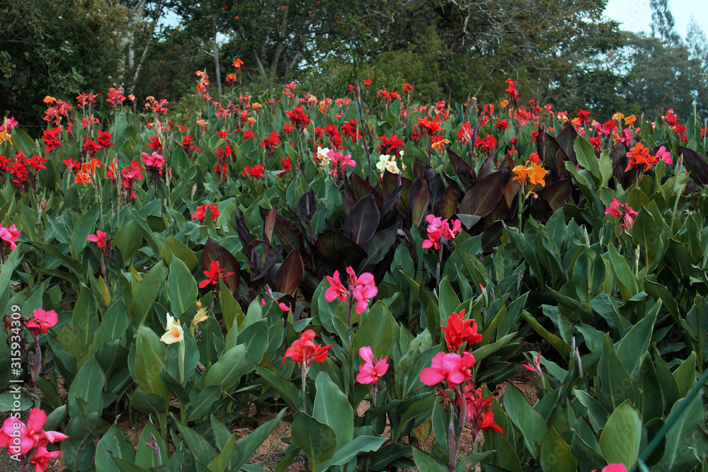 Obraz premium Colorful flowers in the recreation park