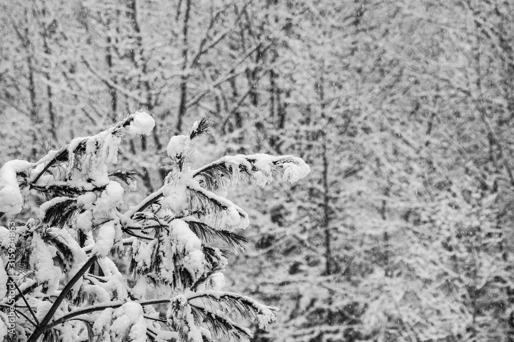 Naklejka premium amazing snow flakes falling on a tree