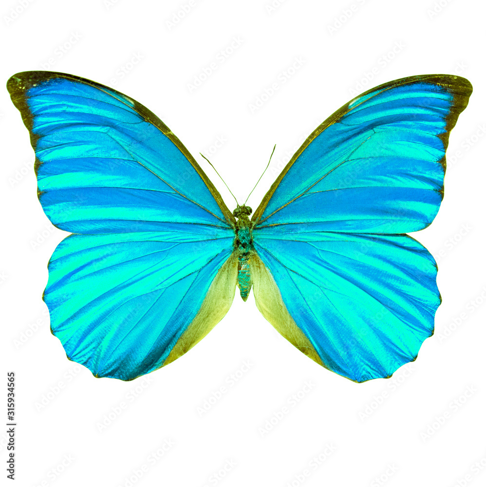 blue butterfly isolated on white background blue butterfly isolated on white background