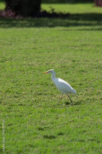 egret in field