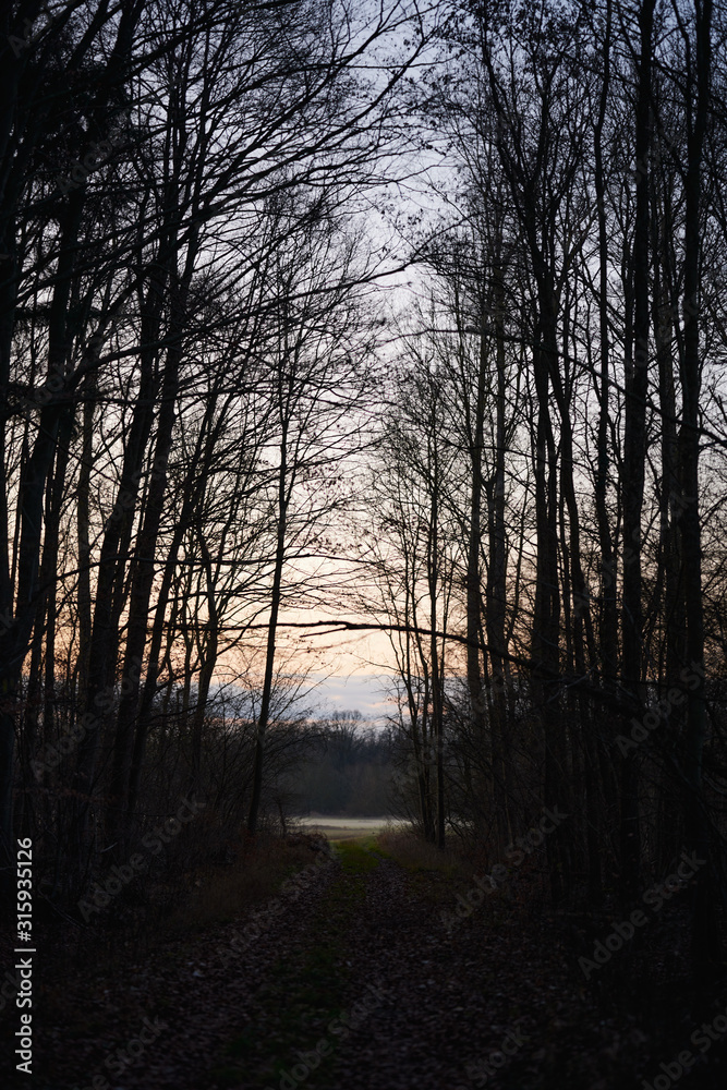 Naklejka premium Bois