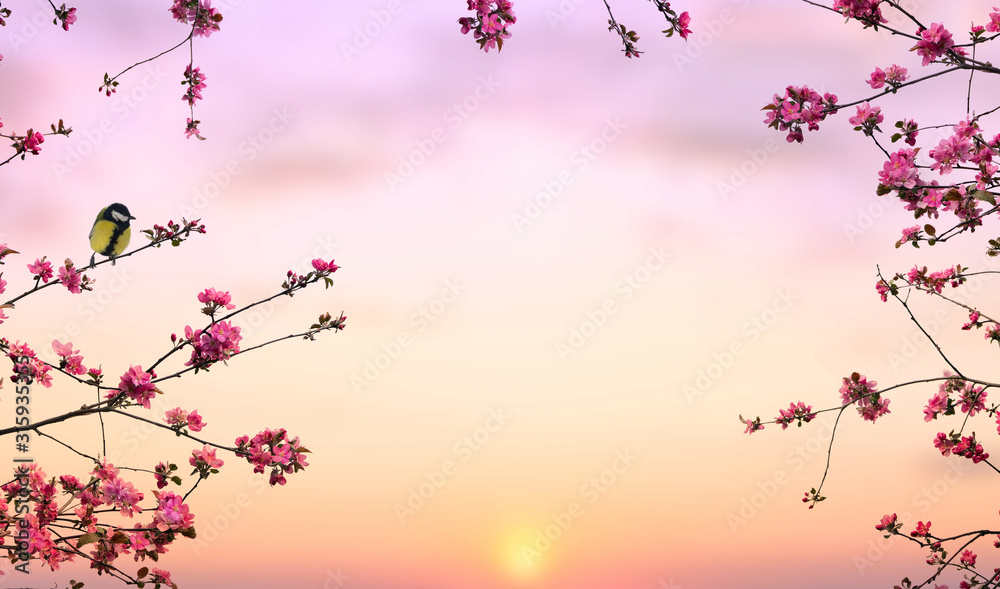 Twigs apple tree with pink flowers apple tree with great tit on a rising sun background with space for text Twigs apple tree with pink flowers apple tree with great tit on a rising sun background with space for text