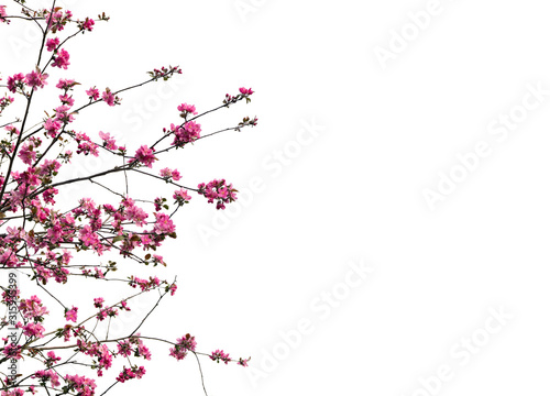 Twigs apple tree with pink flowers apple tree on a white background with space for text
