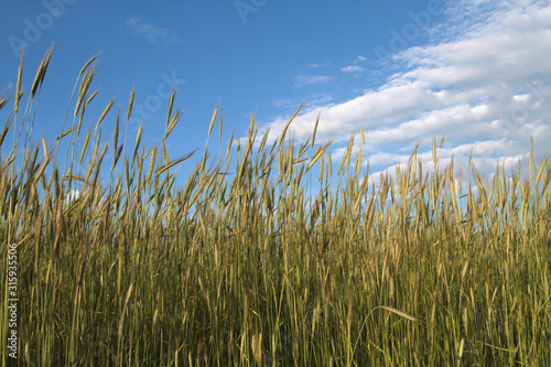Ears of wheat, rye against the blue sky.