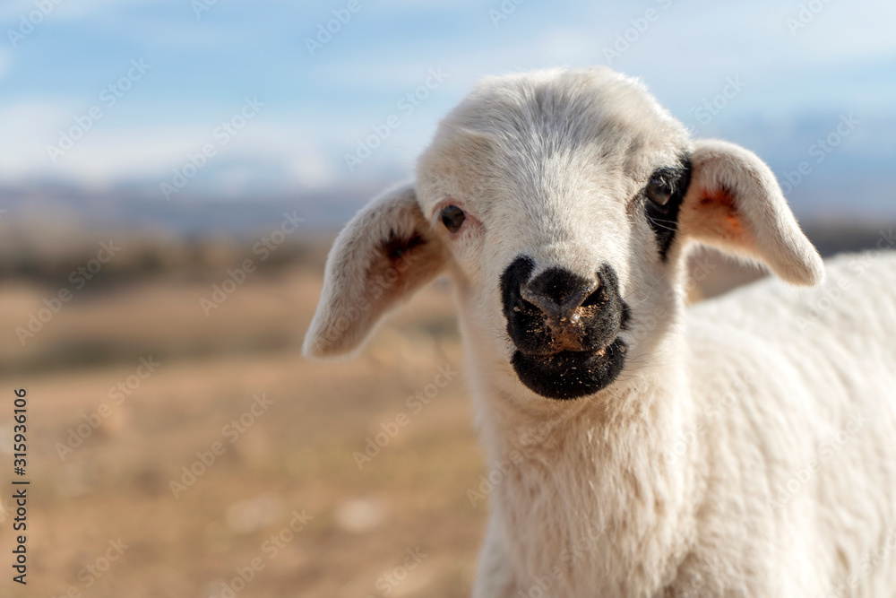 Obraz premium Cute white lamb with black nose looking into camera