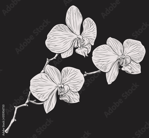 An original illustration of an orchid flower in a vintage woodcut etching style