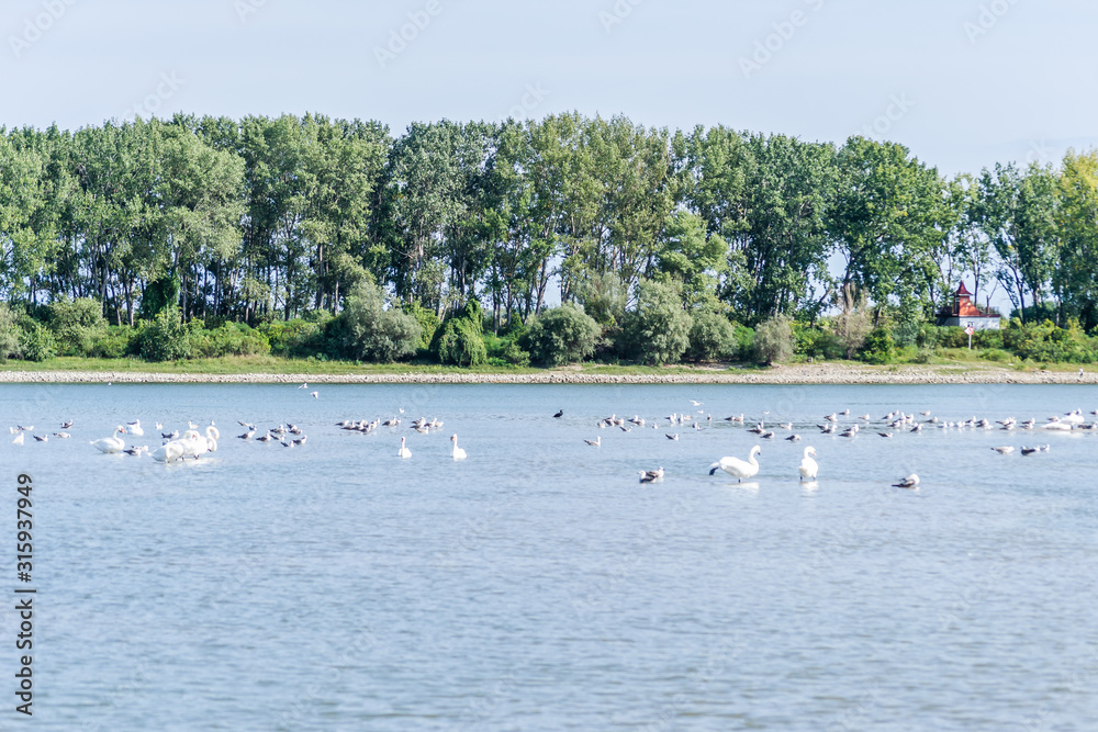 A flock of birds on the Danube River in Novi Sad