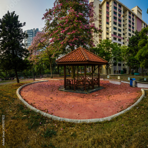 Singapore Sep 17/2019 Morning at Block 18 HDB Telok Blangah - aerial shot of Trumpet trees bursting into full bloom photo