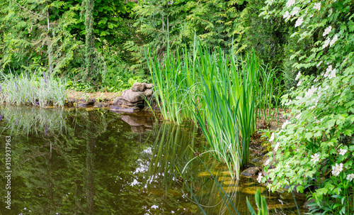 Beautiful garden pond with shore and stone fountain against background of evergreens and white flowers of blooming Viburnum opulus. Nature spring concept for design. Place for your text