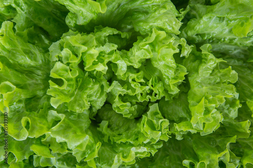 Close up bunch of fresh, green batavia lettuce salad. Crinkled leaves bio crop food, farm garden vegetable. Organic vegan and vegetarian nutrition.