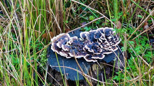 Foto Blue & white fungus frowing on a stump which is in boggy ground