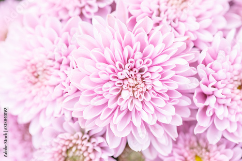 Beautiful chrysanthemum flower in garden for backdrop use