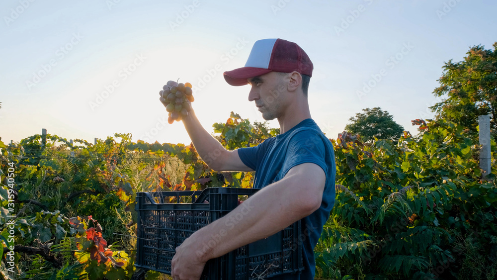Young male farmer works in the vineyard in sunny summer day	